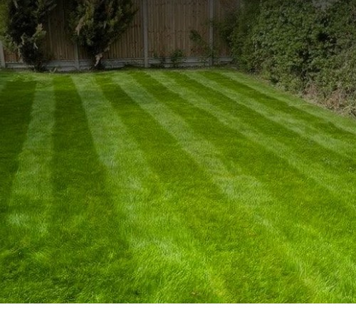 A freshly mown and striped lawn, edged and bordered by trimmed hedging, completed by Williams Landscaping in Braintree