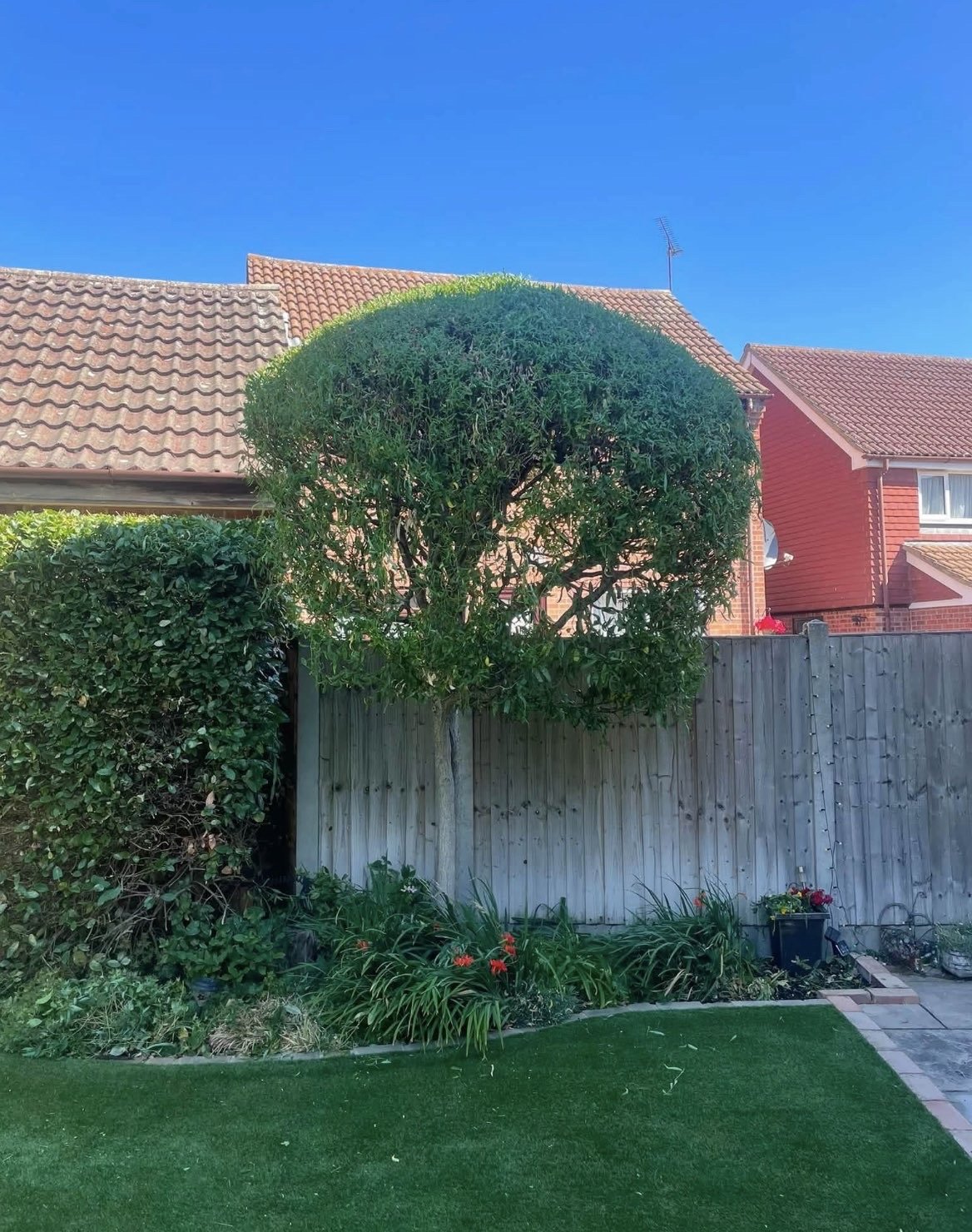 A neatly rounded, freshly trimmed tree in a Braintree garden